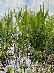 Pontederia cordata