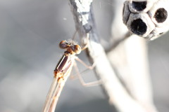 Austrolestes annulosus