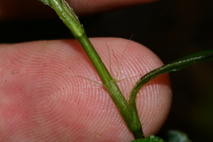 Persicaria jucunda