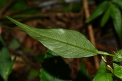 Persicaria jucunda