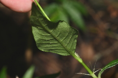 Persicaria jucunda