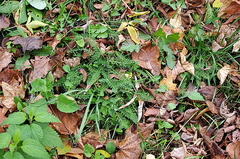 Achillea millefolium