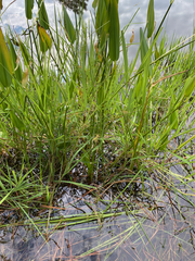 Leersia