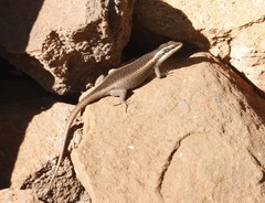 Trachylepis punctatissima