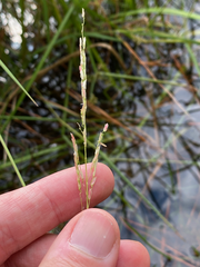 Leersia