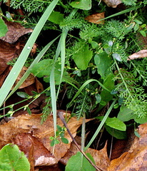 Achillea millefolium