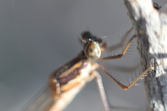 Austrolestes annulosus