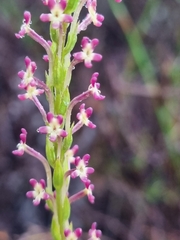 Microdon dubius