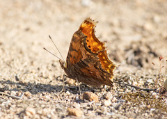 Polygonia egea