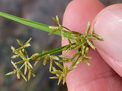 Cyperus haspan
