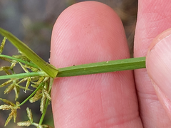 Cyperus haspan