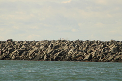Larus marinus