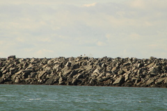 Larus marinus