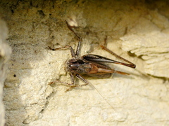 Platycleis albopunctata