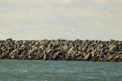 Larus marinus