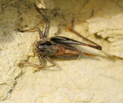 Platycleis albopunctata