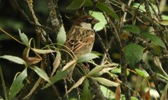 Passer hispaniolensis hispaniolensis