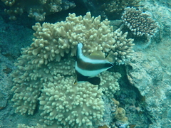 Heniochus chrysostomus