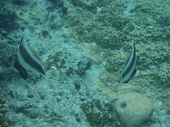 Heniochus chrysostomus