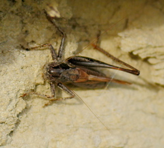 Platycleis albopunctata