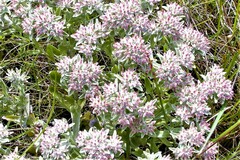 Helichrysum spiralepis