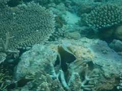 Heniochus varius