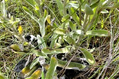Helichrysum spiralepis