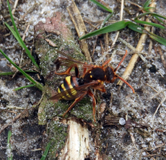 Nomada lathburiana