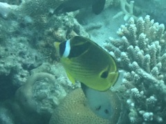 Chaetodon lunula