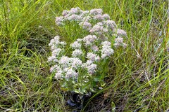 Helichrysum spiralepis
