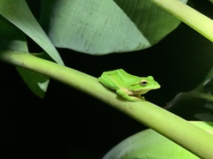 Zhangixalus prasinatus