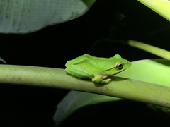 Zhangixalus prasinatus