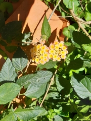 Lantana camara