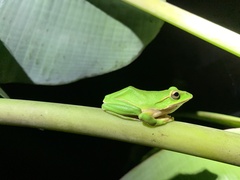 Zhangixalus prasinatus