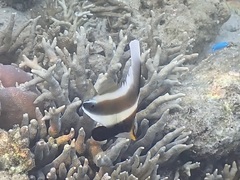 Heniochus chrysostomus