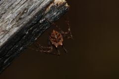 Mimetidae