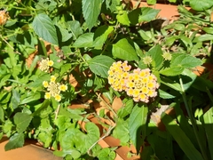 Lantana camara