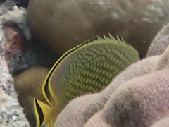 Chaetodon rafflesii