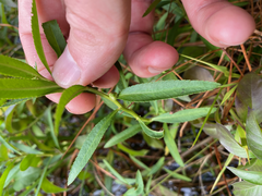 Proserpinaca palustris