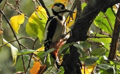 Dendrocopos major hispanus