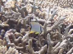 Chaetodon trifascialis