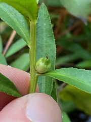 Proserpinaca palustris