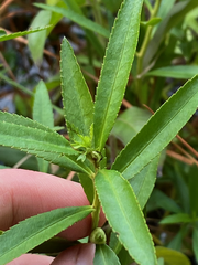 Proserpinaca palustris