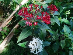 Pentas lanceolata