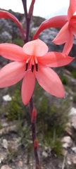 Watsonia fourcadei