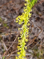 Microdon dubius