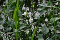 Sagittaria trifolia