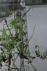Sagittaria trifolia
