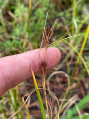 Rhynchospora glomerata