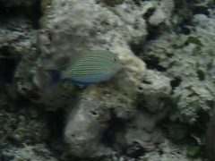 Acanthurus lineatus